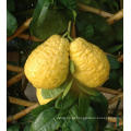 Natural Citron Fruit de alta qualidade
